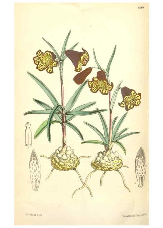 Reproducción/Reproduction 35009573350: Curtis's botanical magazine.. London ; New York [etc.] :Academic Press [etc.]