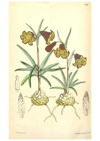Reproducción/Reproduction 35009573350: Curtis's botanical magazine.. London ; New York [etc.] :Academic Press [etc.]