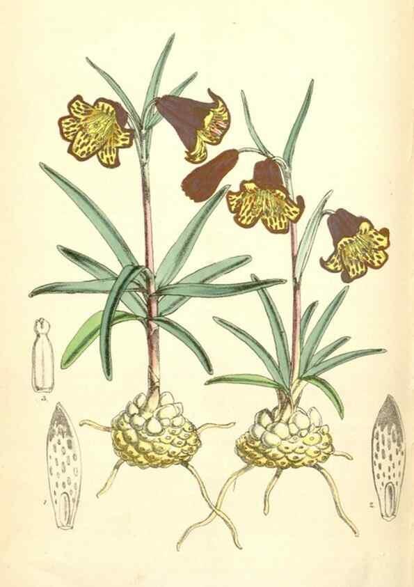 Reproducción/Reproduction 35009573350: Curtis's botanical magazine.. London ; New York [etc.] :Academic Press [etc.]