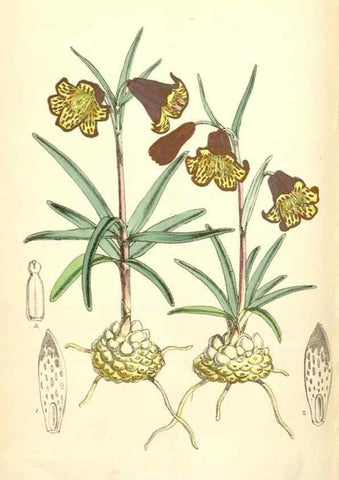 Reproducción/Reproduction 35009573350: Curtis's botanical magazine.. London ; New York [etc.] :Academic Press [etc.]