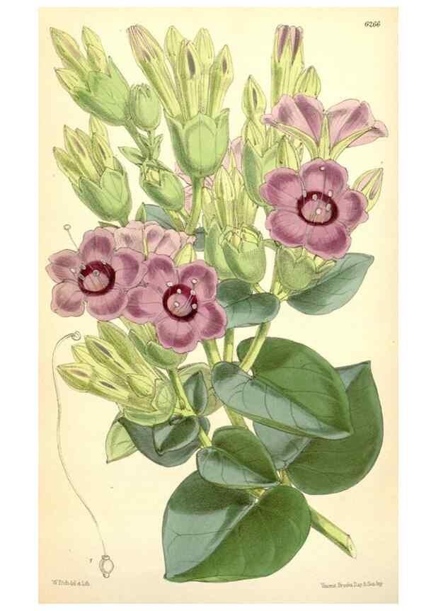 Reproducción/Reproduction 35396336105: Curtis's botanical magazine.. London ; New York [etc.] :Academic Press [etc.]