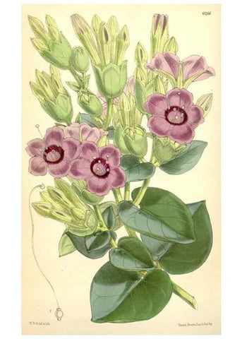 Reproducción/Reproduction 35396336105: Curtis's botanical magazine.. London ; New York [etc.] :Academic Press [etc.]