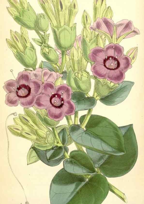 Reproducción/Reproduction 35396336105: Curtis's botanical magazine.. London ; New York [etc.] :Academic Press [etc.]