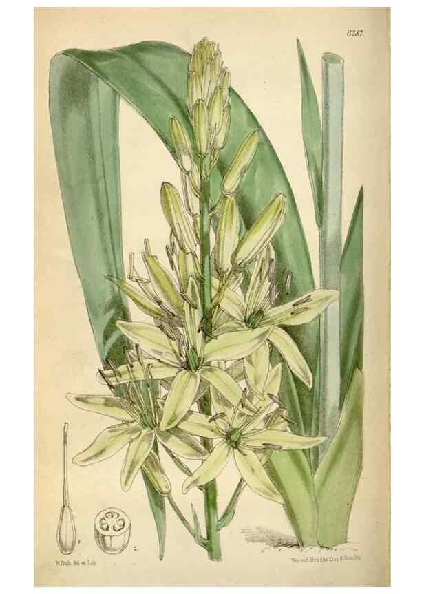 Reproducción/Reproduction 34587231863: Curtis's botanical magazine.. London ; New York [etc.] :Academic Press [etc.]
