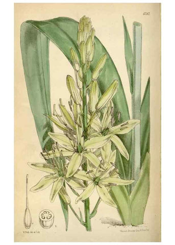 Reproducción/Reproduction 34587231863: Curtis's botanical magazine.. London ; New York [etc.] :Academic Press [etc.]