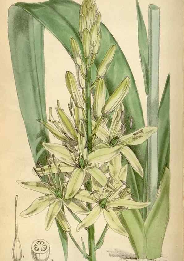 Reproducción/Reproduction 34587231863: Curtis's botanical magazine.. London ; New York [etc.] :Academic Press [etc.]