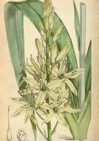 Reproducción/Reproduction 34587231863: Curtis's botanical magazine.. London ; New York [etc.] :Academic Press [etc.]