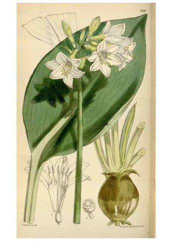 Reproducción/Reproduction 34587233803: Curtis's botanical magazine.. London ; New York [etc.] :Academic Press [etc.]