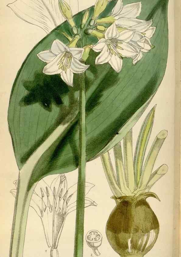 Reproducción/Reproduction 34587233803: Curtis's botanical magazine.. London ; New York [etc.] :Academic Press [etc.]