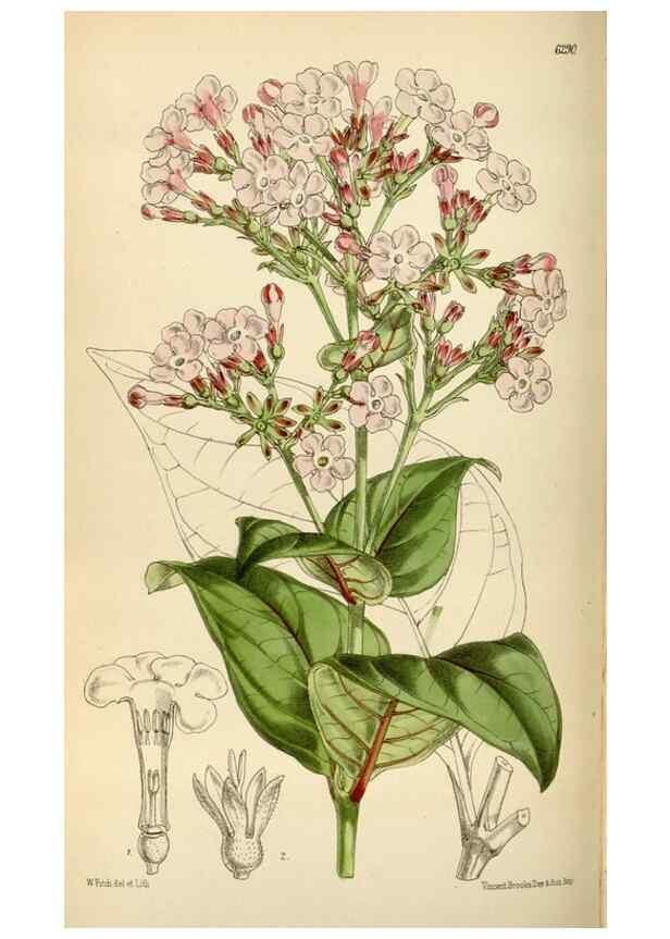 Reproducción/Reproduction 34587236203: Curtis's botanical magazine.. London ; New York [etc.] :Academic Press [etc.]