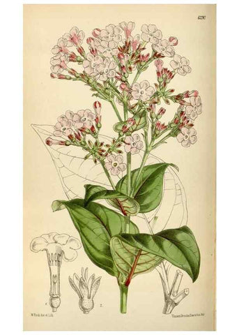 Reproducción/Reproduction 34587236203: Curtis's botanical magazine.. London ; New York [etc.] :Academic Press [etc.]