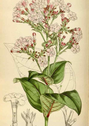 Reproducción/Reproduction 34587236203: Curtis's botanical magazine.. London ; New York [etc.] :Academic Press [etc.]