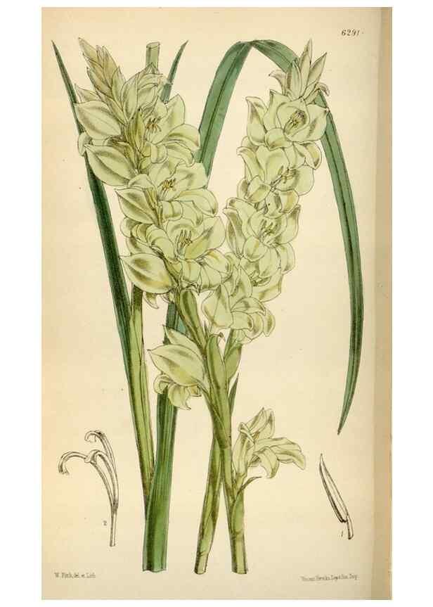 Reproducción/Reproduction 34587238653: Curtis's botanical magazine.. London ; New York [etc.] :Academic Press [etc.]