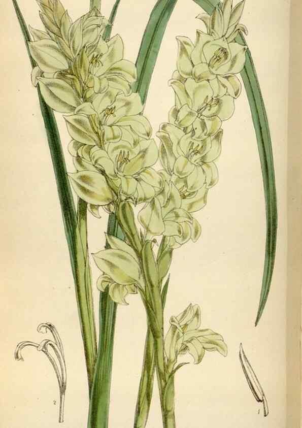Reproducción/Reproduction 34587238653: Curtis's botanical magazine.. London ; New York [etc.] :Academic Press [etc.]