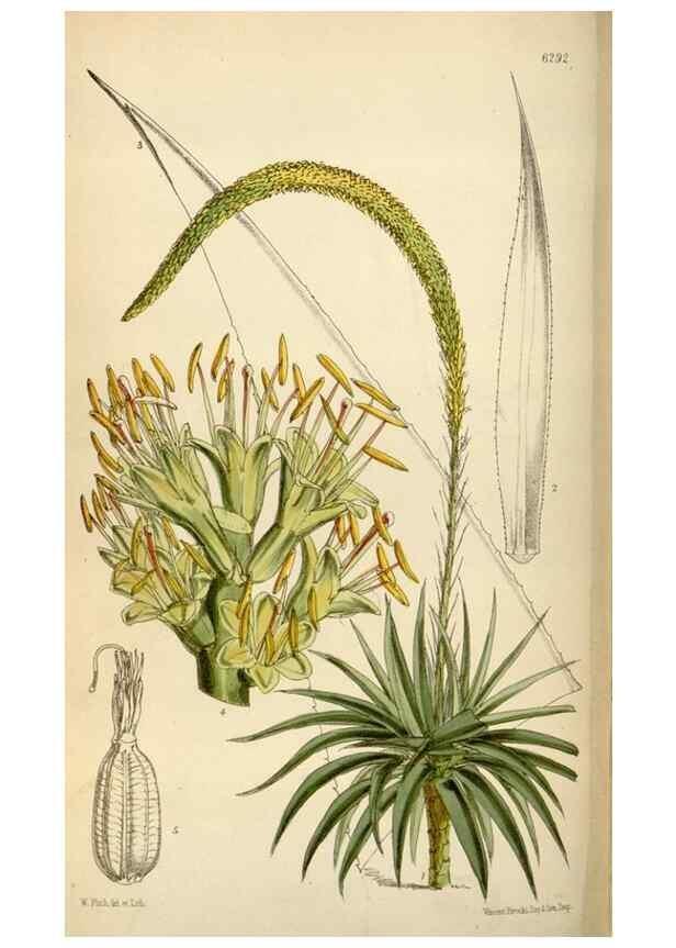 Reproducción/Reproduction 34587240813: Curtis's botanical magazine.. London ; New York [etc.] :Academic Press [etc.]