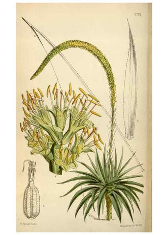 Reproducción/Reproduction 34587240813: Curtis's botanical magazine.. London ; New York [etc.] :Academic Press [etc.]