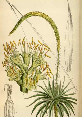 Reproducción/Reproduction 34587240813: Curtis's botanical magazine.. London ; New York [etc.] :Academic Press [etc.]