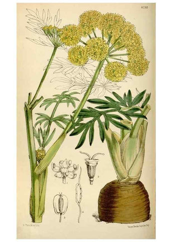 Reproducción/Reproduction 35230243162: Curtis's botanical magazine.. London ; New York [etc.] :Academic Press [etc.]