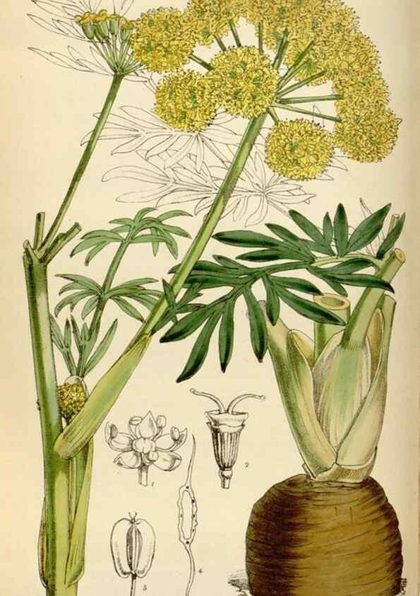 Reproducción/Reproduction 35230243162: Curtis's botanical magazine.. London ; New York [etc.] :Academic Press [etc.]
