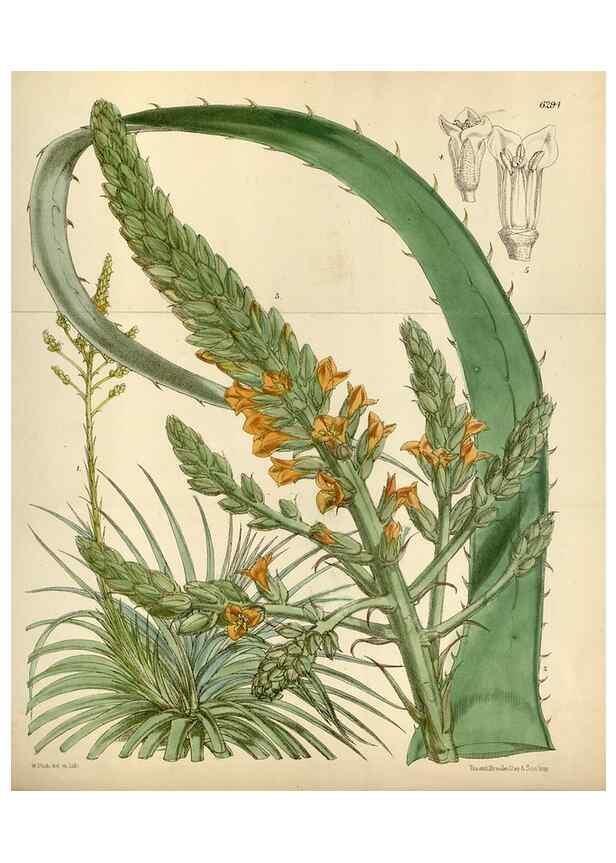 Reproducción/Reproduction 35230246242: Curtis's botanical magazine.. London ; New York [etc.] :Academic Press [etc.]