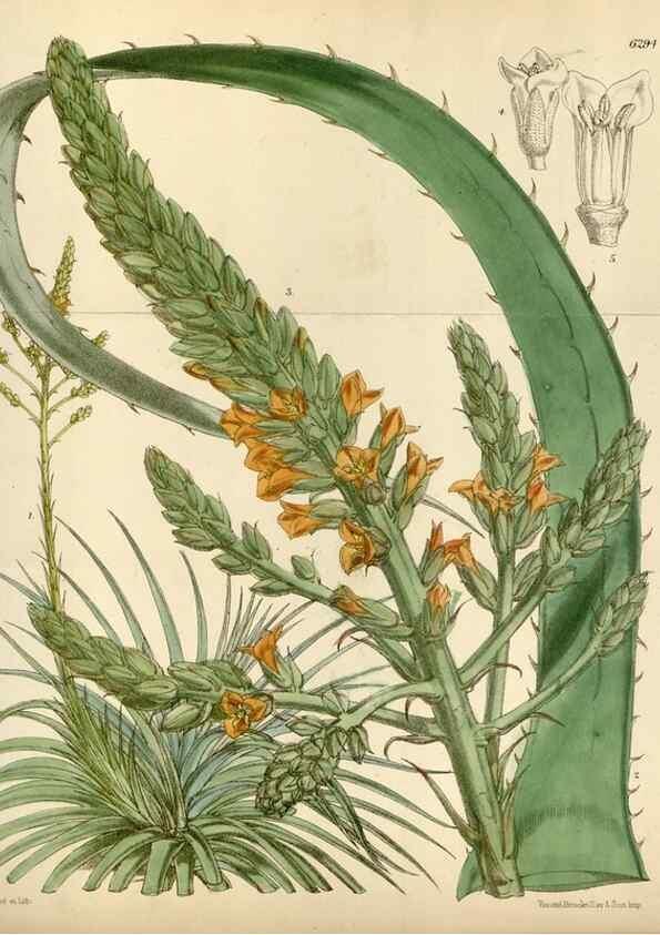 Reproducción/Reproduction 35230246242: Curtis's botanical magazine.. London ; New York [etc.] :Academic Press [etc.]