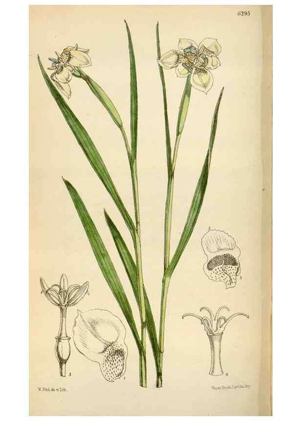 Reproducción/Reproduction 35230250512: Curtis's botanical magazine.. London ; New York [etc.] :Academic Press [etc.]