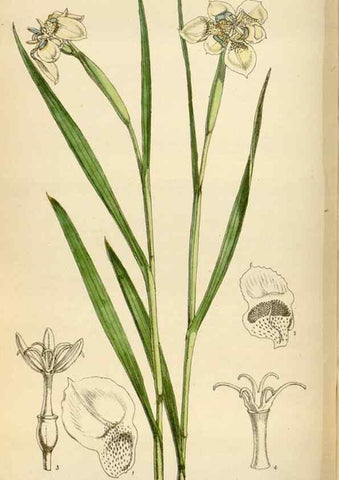 Reproducción/Reproduction 35230250512: Curtis's botanical magazine.. London ; New York [etc.] :Academic Press [etc.]