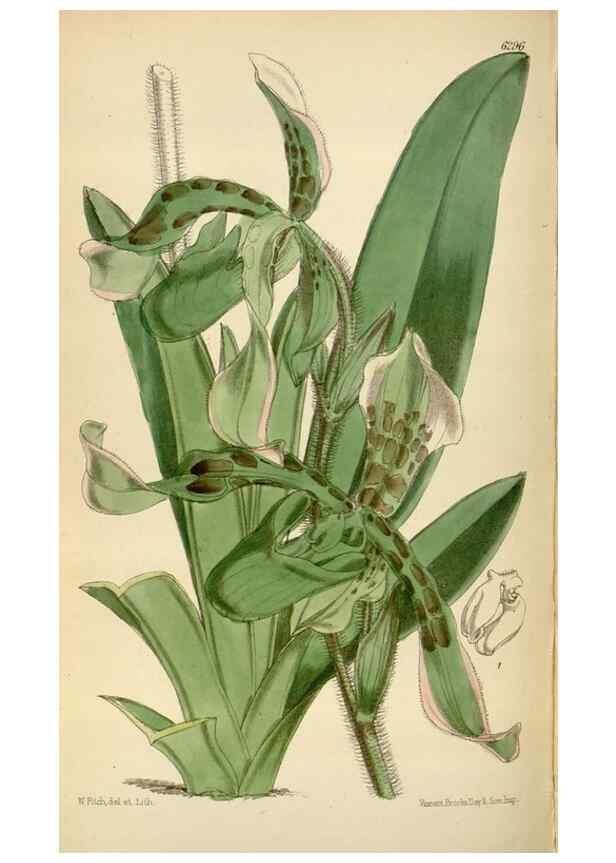 Reproducción/Reproduction 35230255382: Curtis's botanical magazine.. London ; New York [etc.] :Academic Press [etc.]