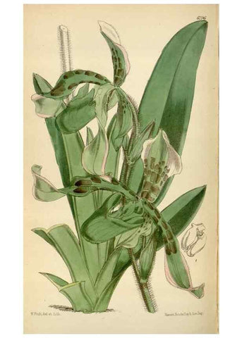 Reproducción/Reproduction 35230255382: Curtis's botanical magazine.. London ; New York [etc.] :Academic Press [etc.]