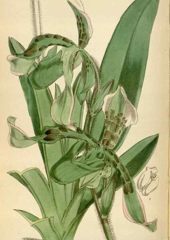 Reproducción/Reproduction 35230255382: Curtis's botanical magazine.. London ; New York [etc.] :Academic Press [etc.]