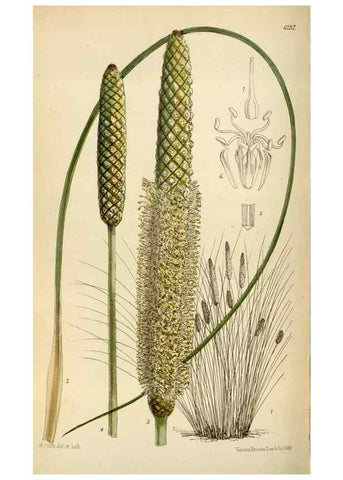 Reproducción/Reproduction 35230259552: Curtis's botanical magazine.. London ; New York [etc.] :Academic Press [etc.]