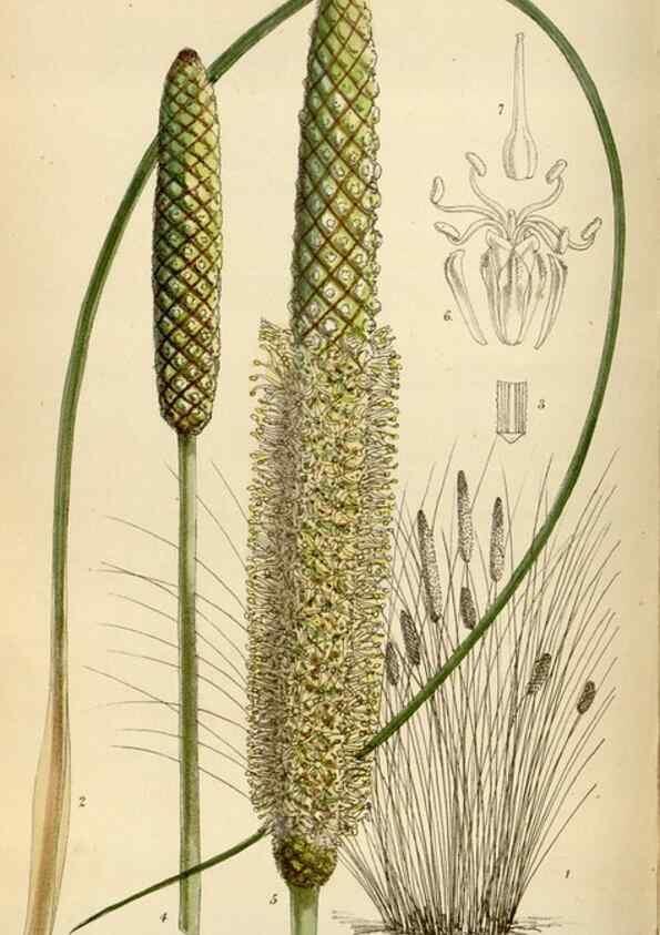 Reproducción/Reproduction 35230259552: Curtis's botanical magazine.. London ; New York [etc.] :Academic Press [etc.]