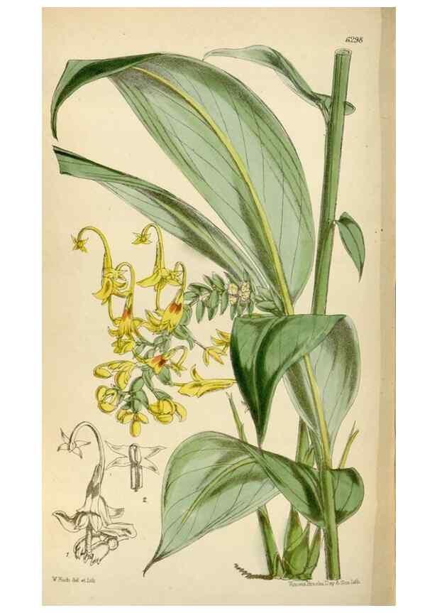 Reproducción/Reproduction 35230264262: Curtis's botanical magazine.. London ; New York [etc.] :Academic Press [etc.]