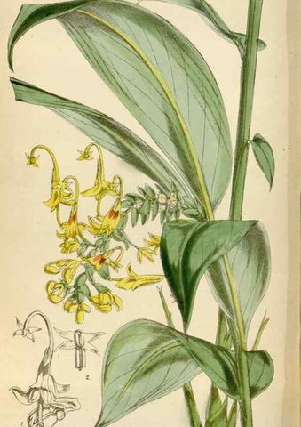 Reproducción/Reproduction 35230264262: Curtis's botanical magazine.. London ; New York [etc.] :Academic Press [etc.]