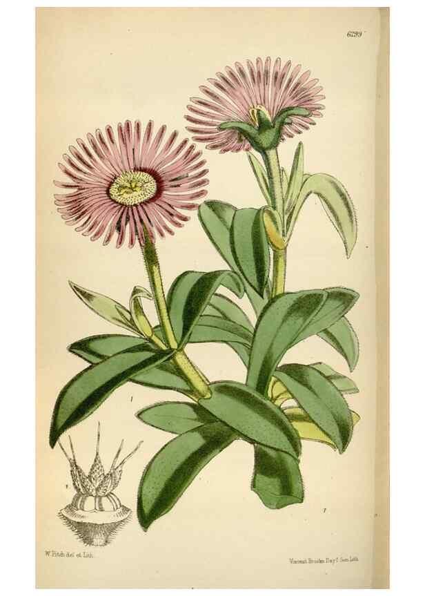 Reproducción/Reproduction 35230268122: Curtis's botanical magazine.. London ; New York [etc.] :Academic Press [etc.]