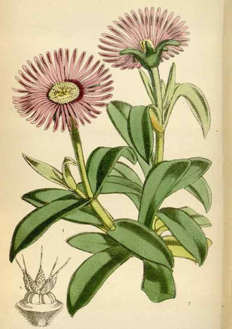 Reproducción/Reproduction 35230268122: Curtis's botanical magazine.. London ; New York [etc.] :Academic Press [etc.]