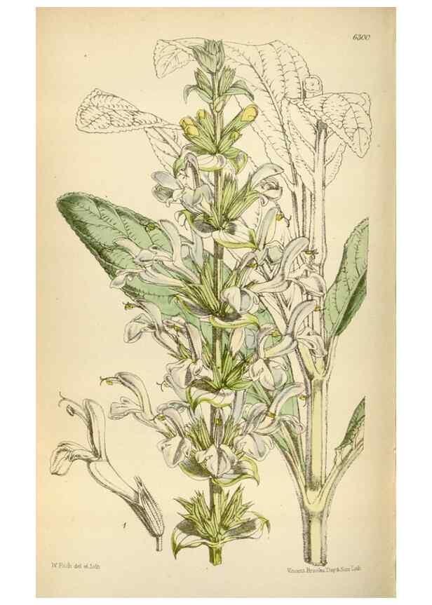 Reproducción/Reproduction 35230271552: Curtis's botanical magazine.. London ; New York [etc.] :Academic Press [etc.]