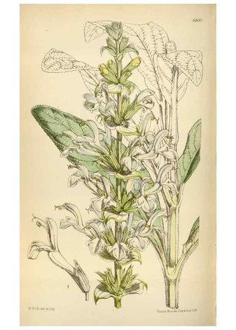 Reproducción/Reproduction 35230271552: Curtis's botanical magazine.. London ; New York [etc.] :Academic Press [etc.]