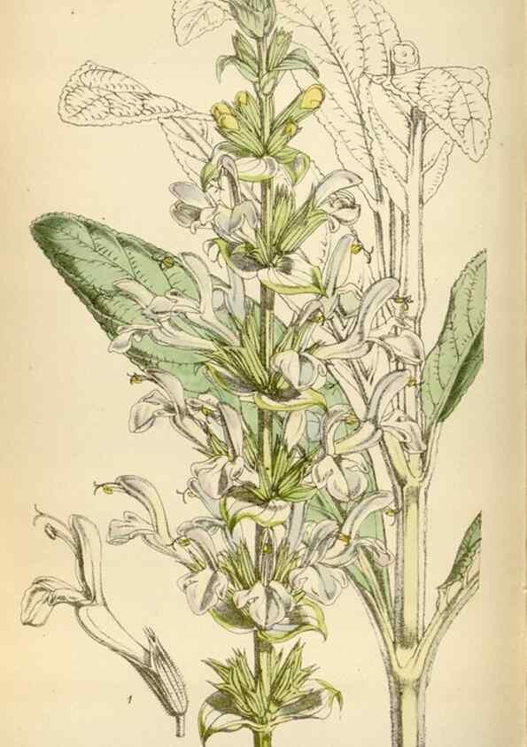 Reproducción/Reproduction 35230271552: Curtis's botanical magazine.. London ; New York [etc.] :Academic Press [etc.]