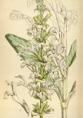 Reproducción/Reproduction 35230271552: Curtis's botanical magazine.. London ; New York [etc.] :Academic Press [etc.]