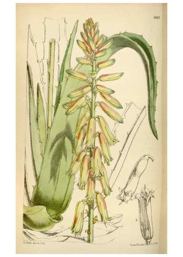 Reproducción/Reproduction 35357497946: Curtis's botanical magazine.. London ; New York [etc.] :Academic Press [etc.]
