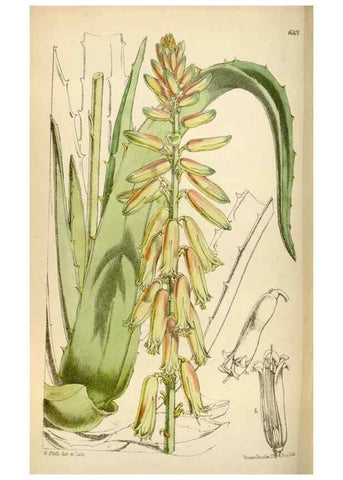 Reproducción/Reproduction 35357497946: Curtis's botanical magazine.. London ; New York [etc.] :Academic Press [etc.]