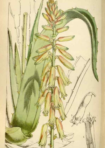 Reproducción/Reproduction 35357497946: Curtis's botanical magazine.. London ; New York [etc.] :Academic Press [etc.]