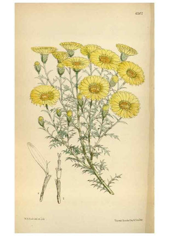 Reproducción/Reproduction 35357500076: Curtis's botanical magazine.. London ; New York [etc.] :Academic Press [etc.]