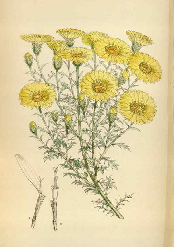 Reproducción/Reproduction 35357500076: Curtis's botanical magazine.. London ; New York [etc.] :Academic Press [etc.]