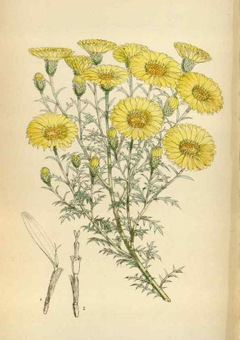 Reproducción/Reproduction 35357500076: Curtis's botanical magazine.. London ; New York [etc.] :Academic Press [etc.]