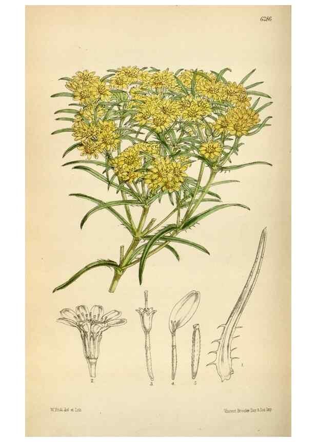 Reproducción/Reproduction 34587230483: Curtis's botanical magazine.. London ; New York [etc.] :Academic Press [etc.]