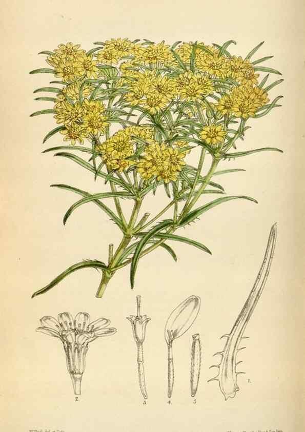 Reproducción/Reproduction 34587230483: Curtis's botanical magazine.. London ; New York [etc.] :Academic Press [etc.]