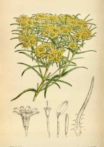 Reproducción/Reproduction 34587230483: Curtis's botanical magazine.. London ; New York [etc.] :Academic Press [etc.]