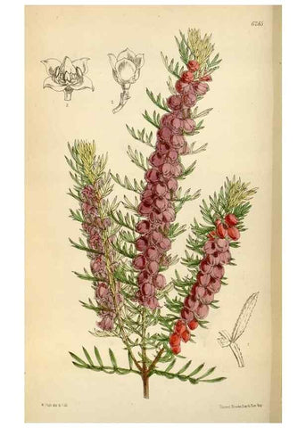 Reproducción/Reproduction 34587228293: Curtis's botanical magazine.. London ; New York [etc.] :Academic Press [etc.]